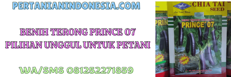 benih,terong,prince 07,petani,pertanian indonesia